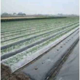 MULCH SHEET 1mtr width x400mtr length 25mic